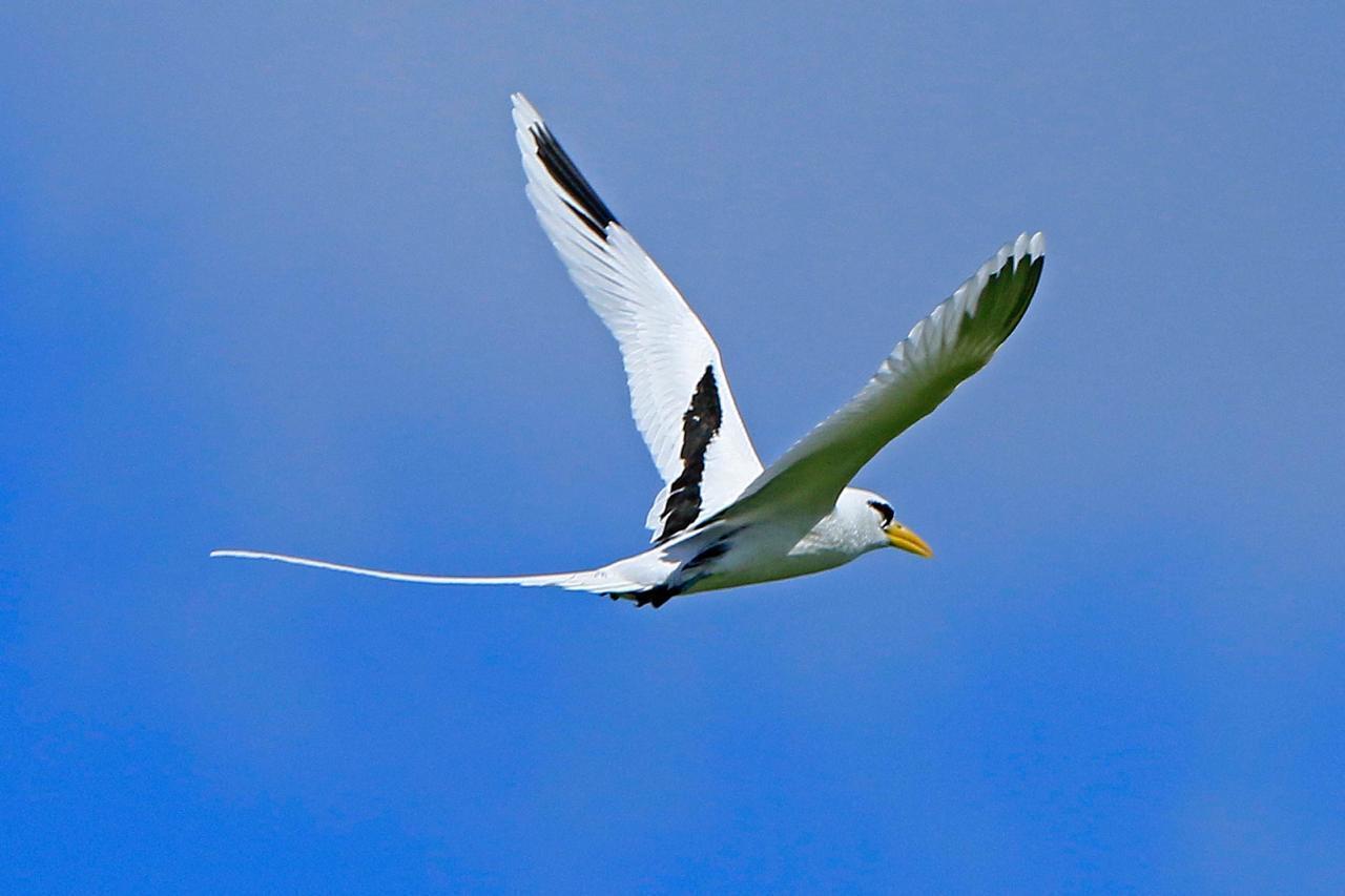 Oil spill in Mauritius may thwart years of conservation efforts